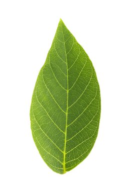 Beyaz arka plan üzerinde ayrı tutulan ceviz yaprakları