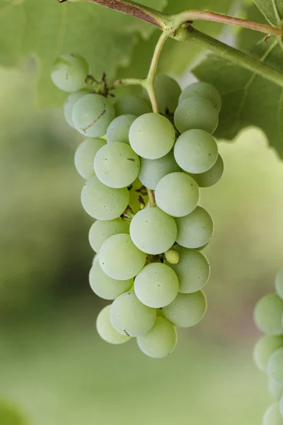 Een Tros Druiven Groeit Een Tak Een Achtergrond Wazig Groen — Stockfoto