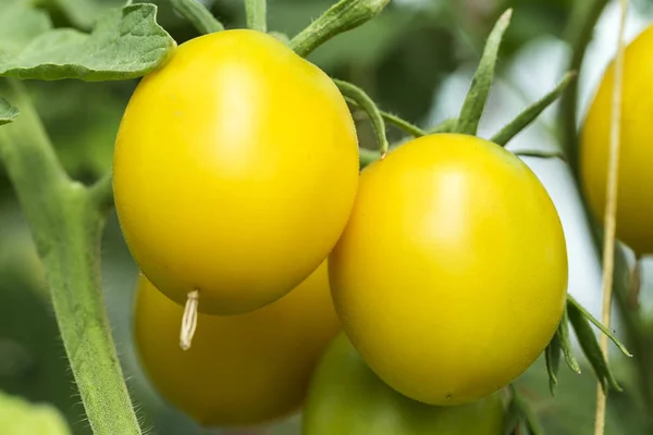 Tomates Crescem Ramo Jardim Cultivando Vegetais Orgânicos Fazenda — Fotografia de Stock