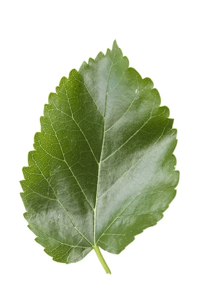 Zelený List Moruše Izolovaných Bílém Pozadí Dobře Viditelný List Textur — Stock fotografie