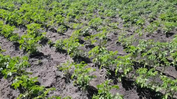 Young potato bushes in the garden — Stock Video