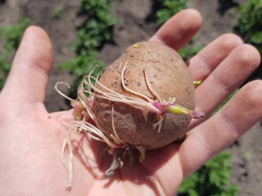 yeşil yatak çerçevede bir çiftçinin bir adamın elinde filizlenmiş patates