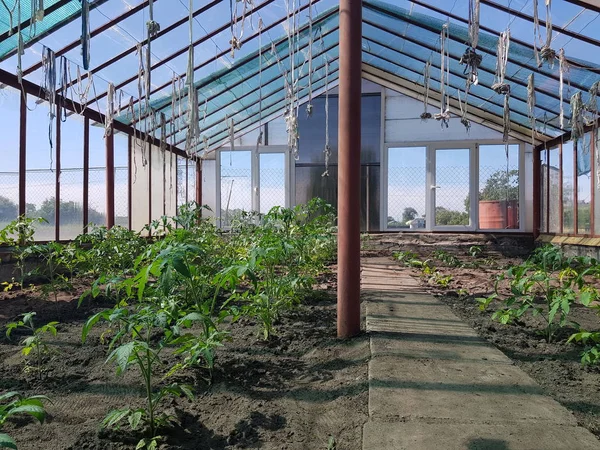 Tomates São Plantados Com Camas Estufa Exploração Hortícola — Fotografia de Stock
