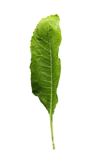 Grön Pepparrot Leaf Isolerad Vit Bakgrund Sheet Textur Och Ojämna — Stockfoto