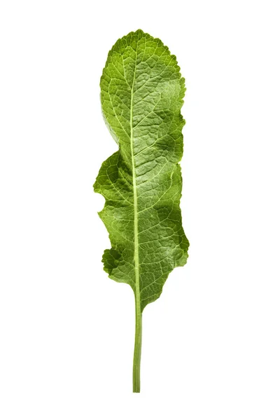 Hoja Rábano Picante Verde Aislada Sobre Fondo Blanco Textura Hoja —  Fotos de Stock