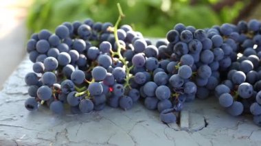 mavi üzüm hasat