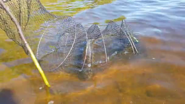 Malha com peixes no rio — Vídeo de Stock