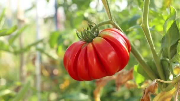 Cultivo de tomate rojo — Vídeos de Stock