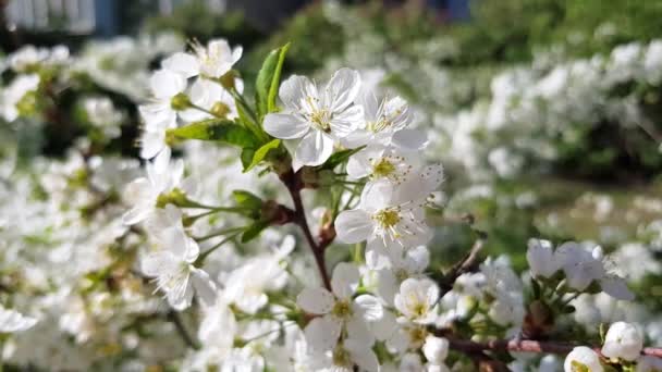 Kirschbaumblüten — Stockvideo