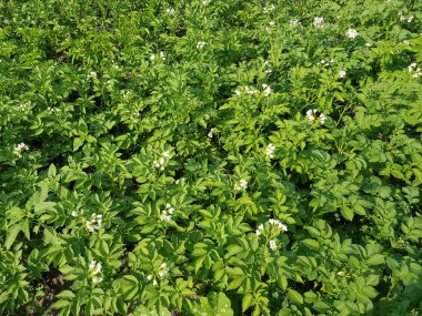patates Bush'larda çiçeklenme yakın çekim. patates uzak yetiştirilmesi