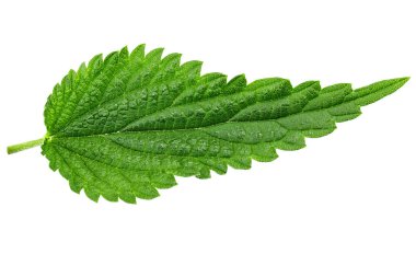 Beyaz arka plan üzerinde izole ısırgan yaprağı. yaprak dokusu açıkça görülmeye başlıyor. tıbbi bitki