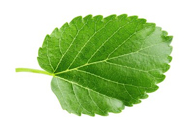 Beyaz arka plan üzerinde izole bir çilek yaprağı. yaprak dokusu açıkça görülmeye başlıyor. tex için yer