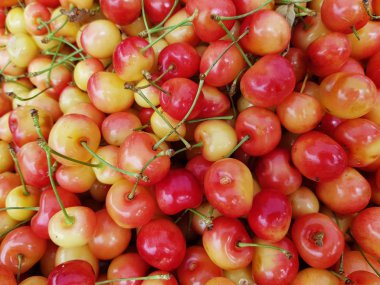 olgun tatlı kiraz closeup arka plan olarak bir sürü. tex için yer