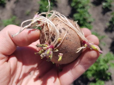 yeşil yatak çerçevede bir çiftçinin bir adamın elinde filizlenmiş patates