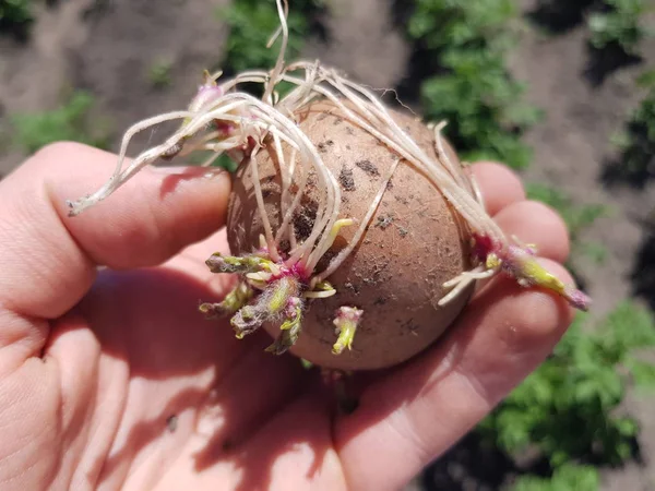 yeşil yatak çerçevede bir çiftçinin bir adamın elinde filizlenmiş patates