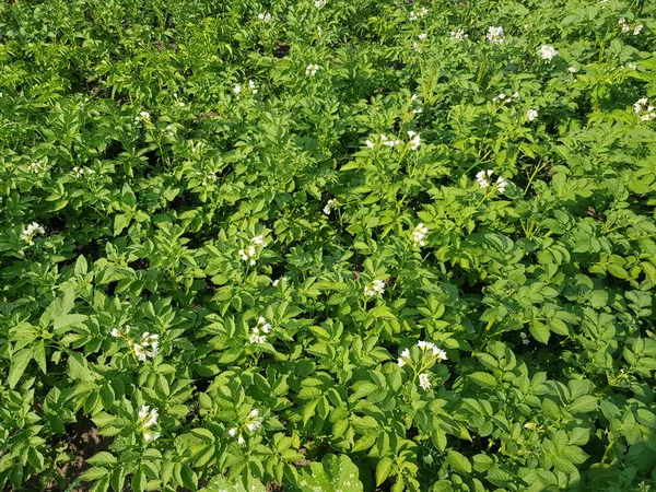patates Bush'larda çiçeklenme yakın çekim. patates uzak yetiştirilmesi
