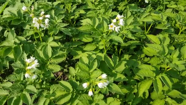 Pommes de terre poussent dans le jardin — Video