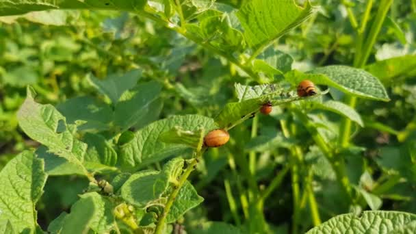 Larva Colorado escarabajo sobre hojas de patata — Vídeos de Stock