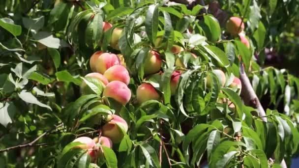 Ripe peaches on a branch — Stock Video