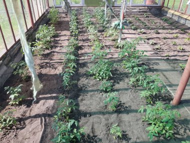 yeşillik sera içinde yatak. countr sebze büyüyen