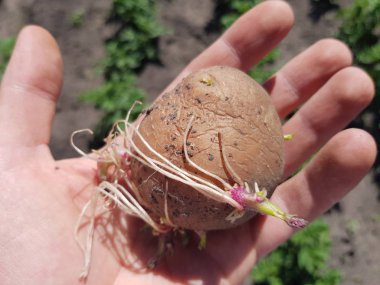 yeşil yatak çerçevede bir çiftçinin bir adamın elinde filizlenmiş patates