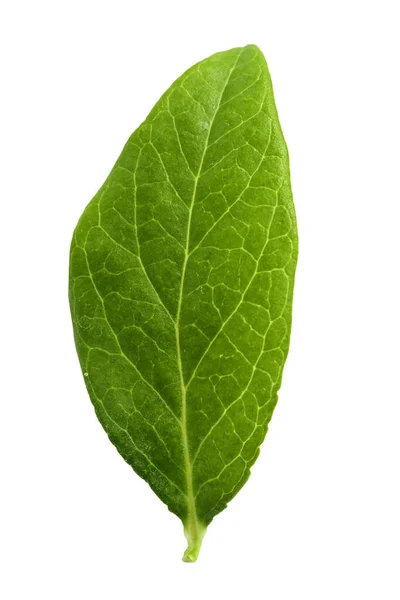 Zelené Listy Borůvek Izolovaných Bílém Pozadí Povrch Listu Zřetelně Viditelný — Stock fotografie