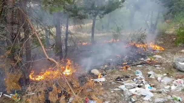 Fuego en el bosque — Vídeo de stock