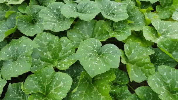 Green pumpkin leaves — Stock Video