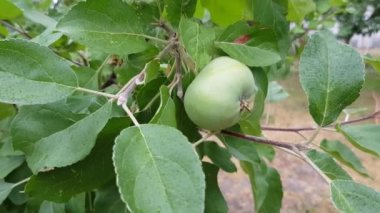 bir dalda yeşil elma