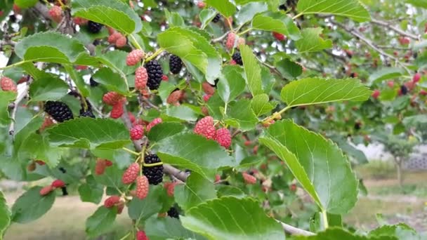 Mulberry berries on a branch — Stock Video