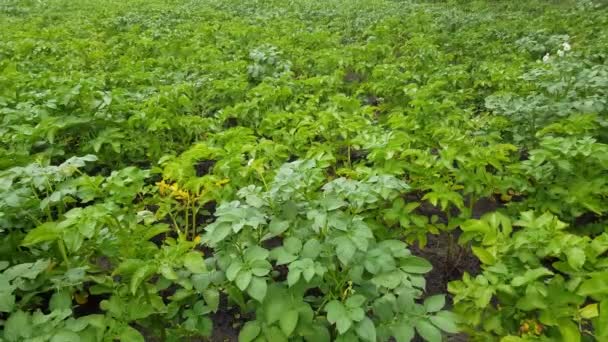 Aardappelen groeien in de tuin groen — Stockvideo