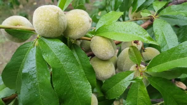 Grüne Pfirsiche auf einem Zweig — Stockvideo