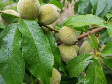 yeşil şeftali dal arasında nemli yeşillik, yakın çekim