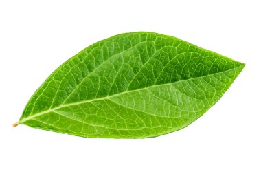 Beyaz arka plan üzerinde izole bir yaban mersini yaprağı. kırpma pat