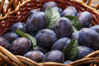 olgun organik Erik Vines bir sepet içinde hasat. tex için yer