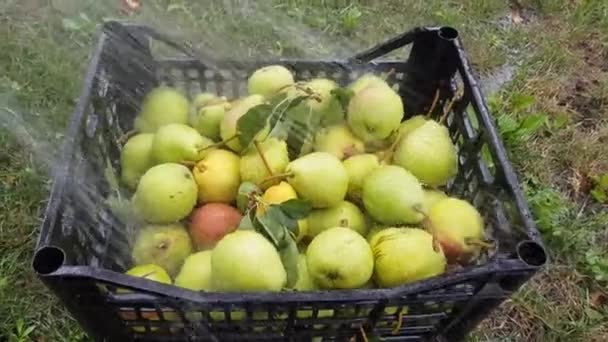 Las peras son lavadas de la manguera — Vídeos de Stock