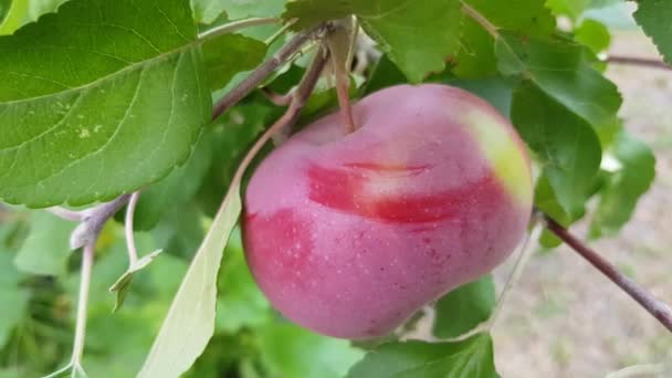 Rött äpple på en gren — Stockvideo