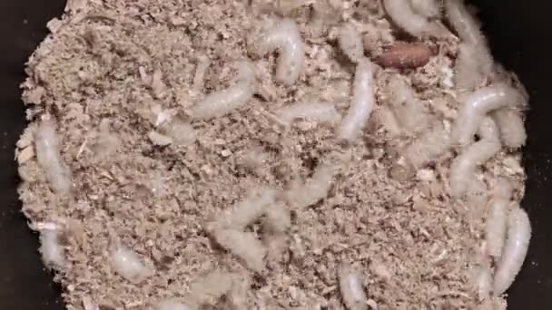 Larve d'une mouche de viande dans la sciure de bois, gros plan . — Video