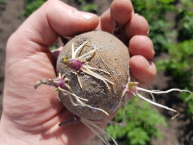 yeşil yatak çerçevede bir çiftçinin bir adamın elinde filizlenmiş patates