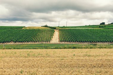 Fransa, Kuzey Burgundy, Chabli şehir doğası üzüm toprakları