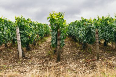 Üzüm büyür satır alanında, Fransa, Chablis şarap bölgesi