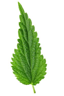 Beyaz arka plan üzerinde izole ısırgan yaprağı. yaprak dokusu açıkça görülmeye başlıyor. tıbbi bitki