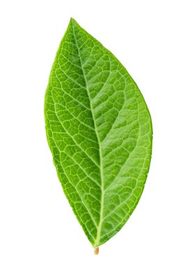 Beyaz arka plan üzerinde izole bir yaban mersini yaprağı. kırpma pat