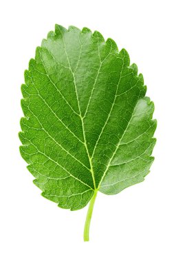 Beyaz arka plan üzerinde izole bir çilek yaprağı. yaprak dokusu açıkça görülmeye başlıyor. tex için yer