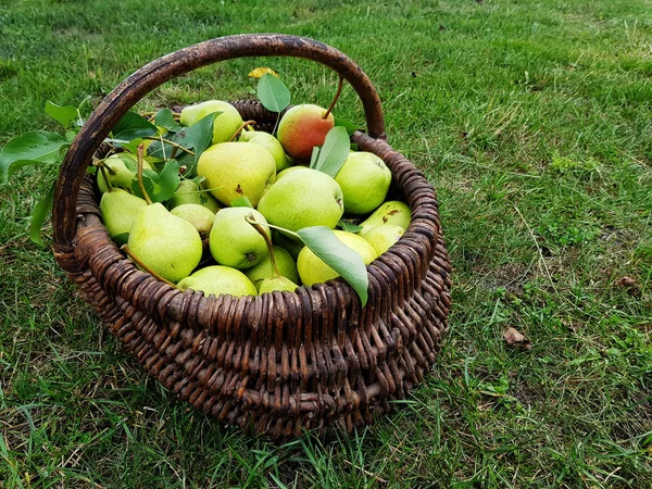 Crop Ripe Organic Pears Grass Basket Place Tex — Stock Photo, Image
