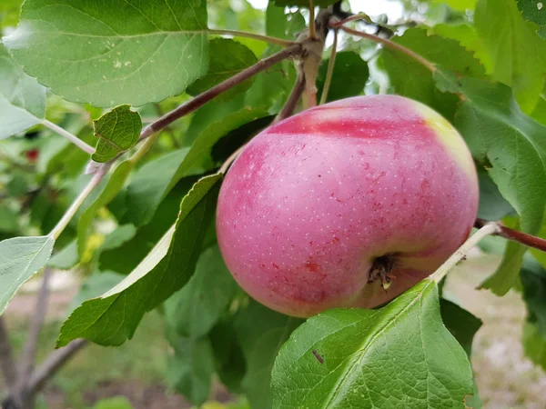 Červené Jablko Větvi Zahradě Ovocnictví Farmě — Stock fotografie