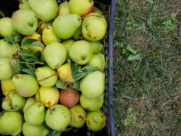 Uma Colheita Peras Orgânicas Maduras Grama Uma Caixa Plástico Lugar — Fotografia de Stock