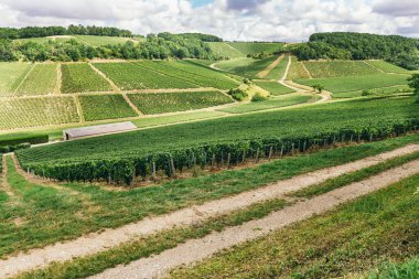 Birçok üzüm büyümek düzgün satır alanında, üzüm berabere, Fransa'da şarap yapımı
