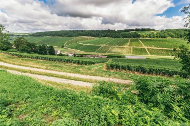 Birçok üzüm büyümek düzgün satır alanında, üzüm berabere, Fransa'da şarap yapımı
