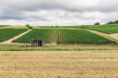 Yeşil üzüm alan Fransa, Kuzey Burgundy, doğası Chablis
